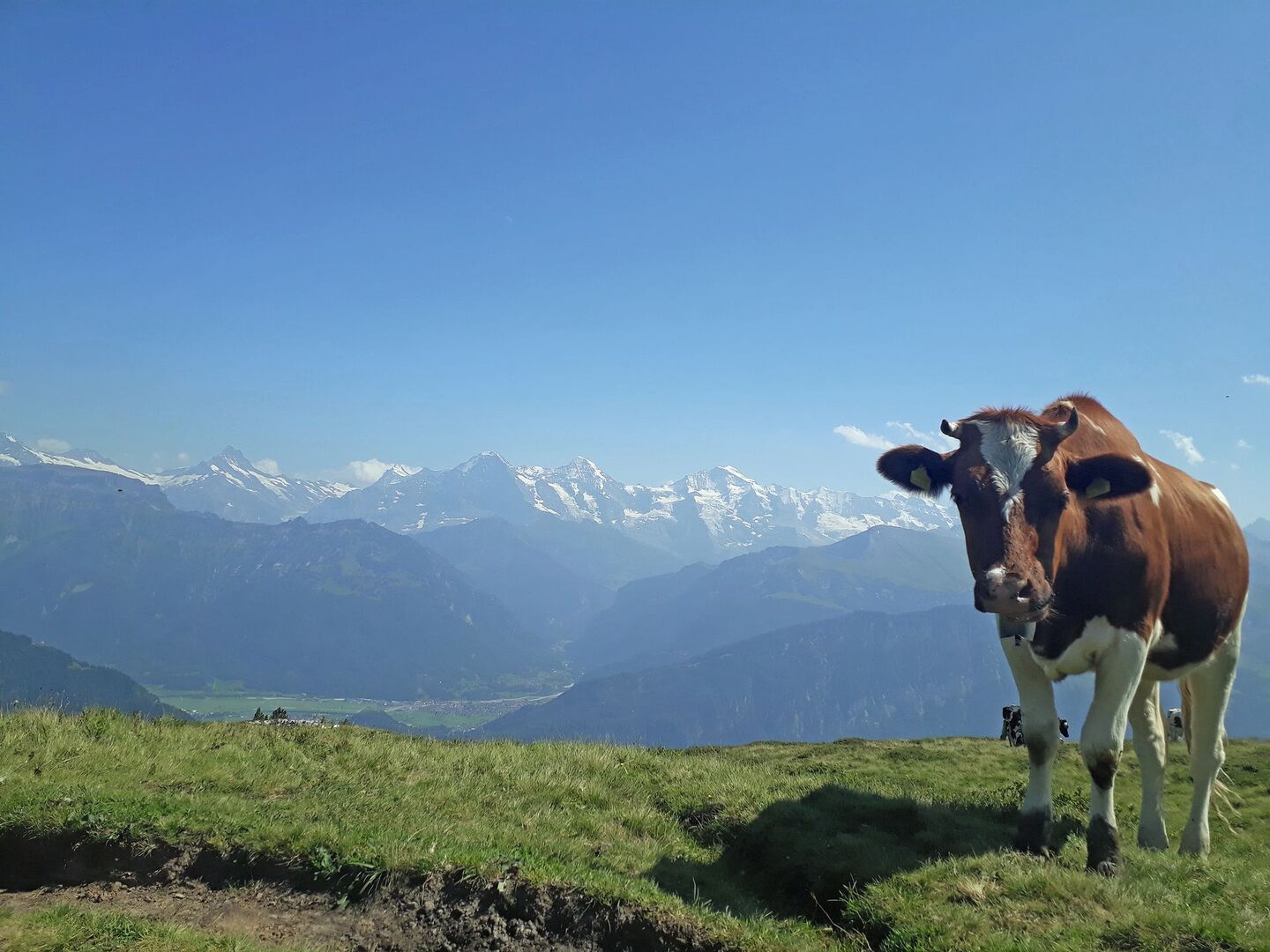 Eine Kuh steht auf der Alp, mit dem Kopf zur Kamera hin.