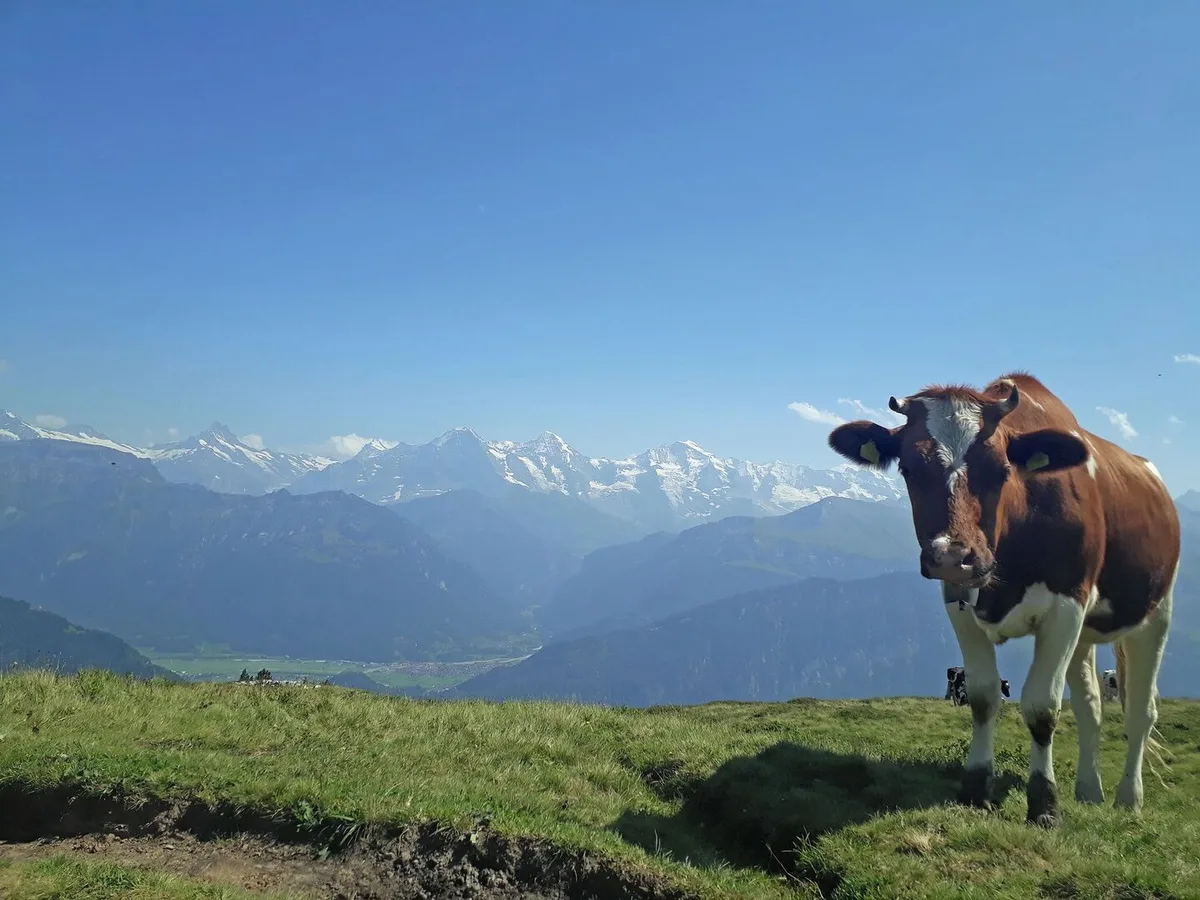 Eine Kuh steht auf der Alp, mit dem Kopf zur Kamera hin.