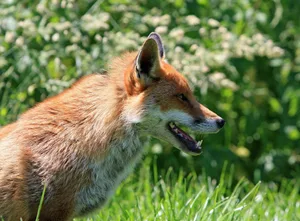 Der Fuchs ist einer der Zwischenwirte der Bandwürmer der Art Echinococcus multilocularis.