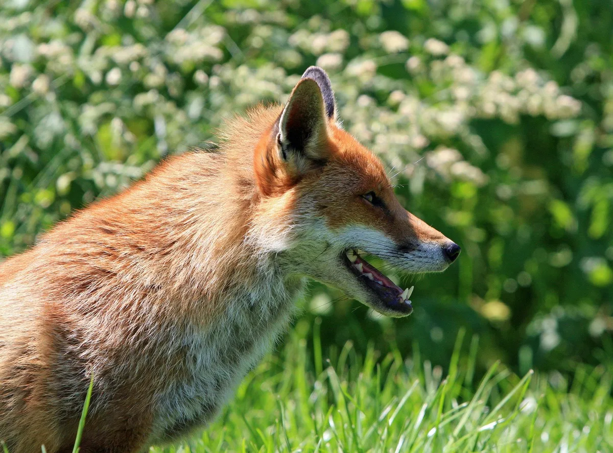 fuchs-pixabay-lja Neues Instrument zur Bekämpfung des Fuchsbandwurmes