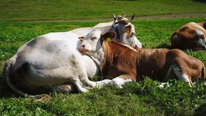 Eine gute Sozialstruktur, besonders die natürliche Beziehung zwischen Mutter- und Jungtieren, ermöglicht ein gesundes Verhalten der Tiere.