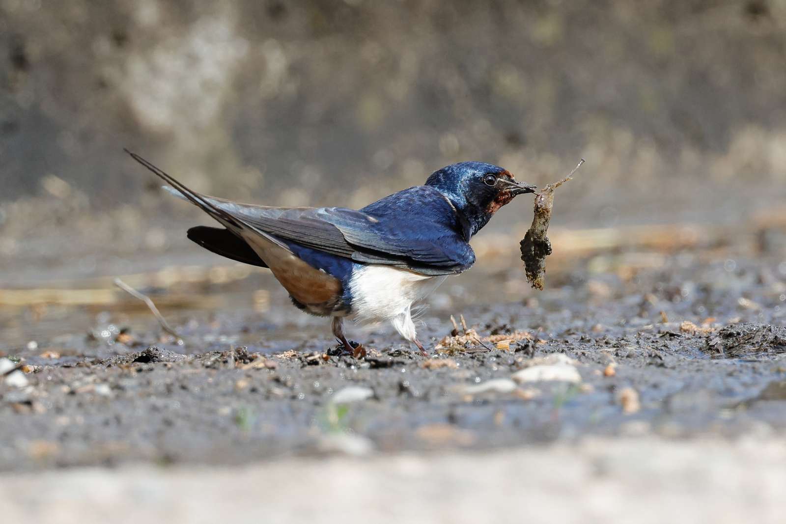 Schweizer Vogelfreunde sichten über 140'000 Zugvögel