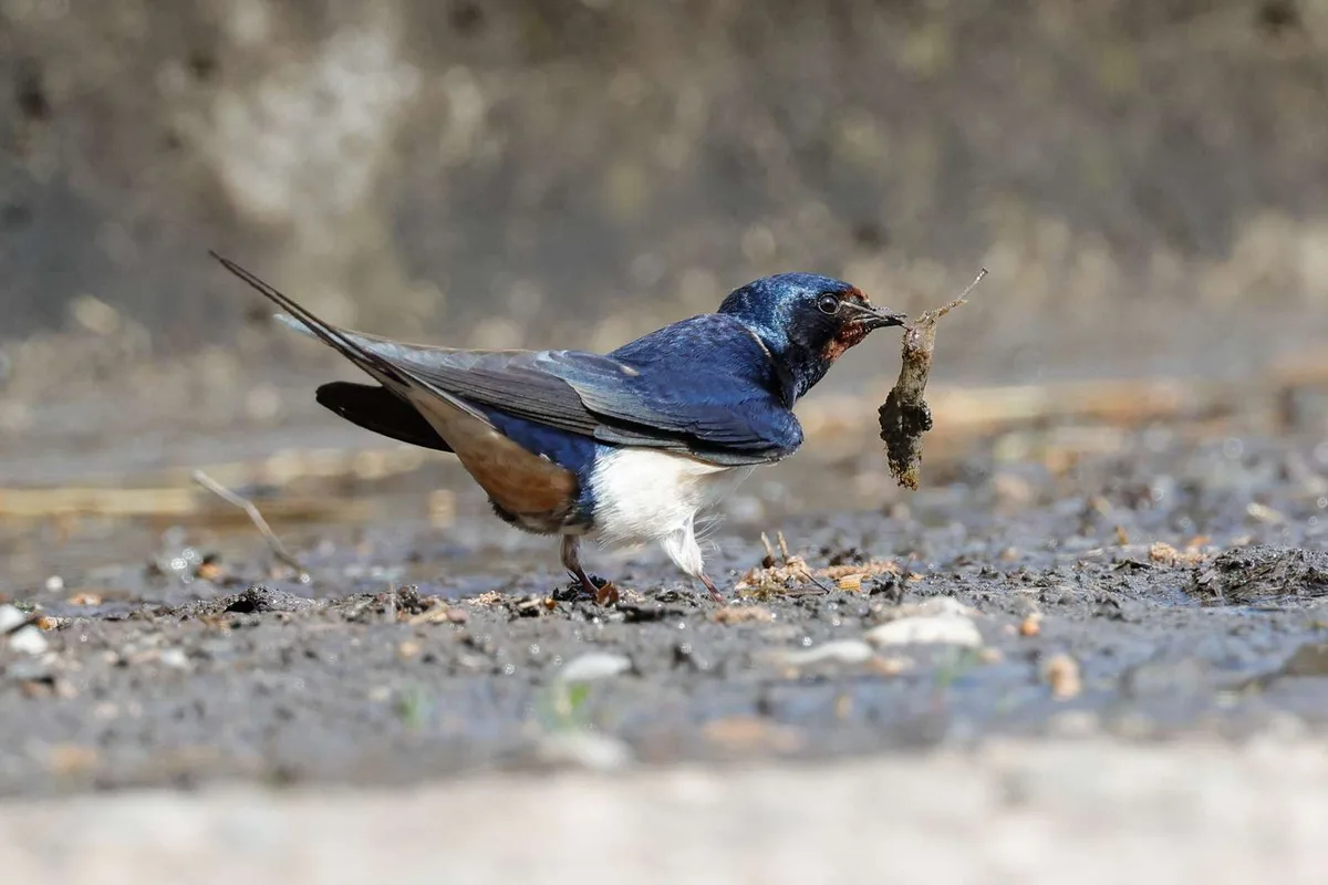 Schweizer Vogelfreunde sichten über 140'000 Zugvögel