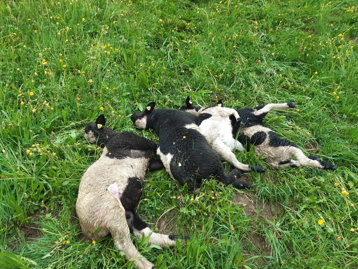 Wolf greift geschützte Schafherde an und tötet 10 Tiere