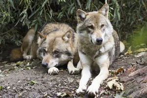 Unter anderem soll für die Teilrevision der Jagdverordnung die Schadenschwelle von zehn auf acht Nutztierrisse für den Abschuss eines Einzelwolfs gelten. Der Schweizer Bauernverband möchte die Schwelle auf fünf herabsetzen.