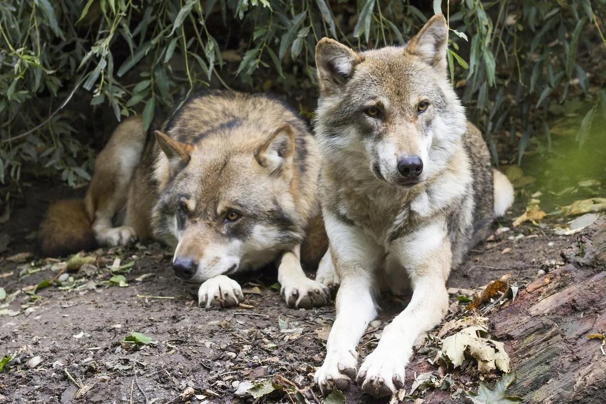 Bergkantone und Bauern fordern weitere Massnahmen gegen Wolf