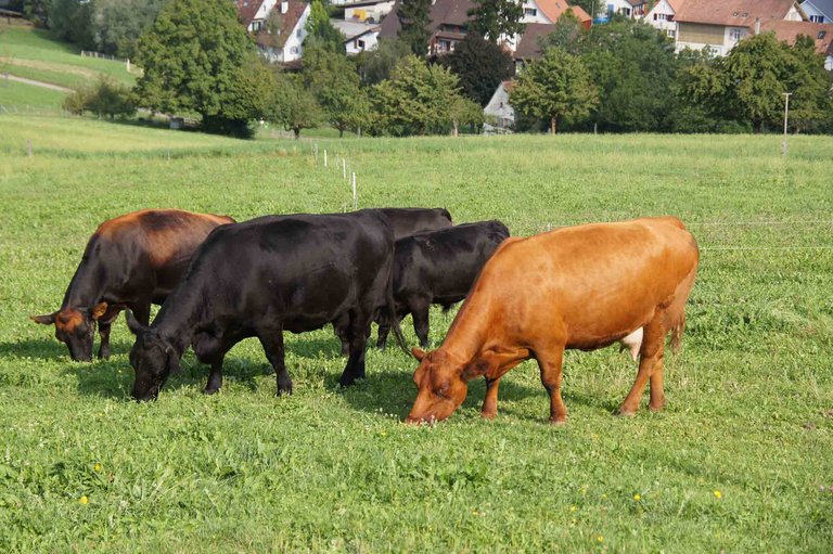 Für Mutterkühe wie diese müssen die Halter künftig fünf Franken weniger pro Tier an den Verein Mutterkuh Schweiz bezahlen. (Bild ji)