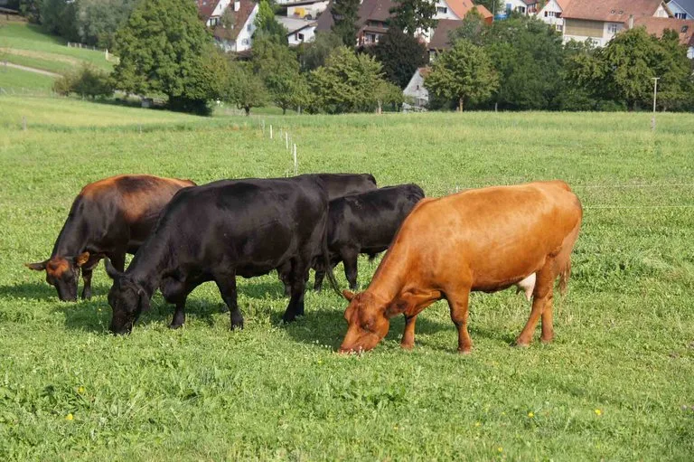 0fa1e643f45852ab4906496210b6ae7a7466a46a Für Mutterkühe wie diese müssen die Halter künftig fünf Franken weniger pro Tier an den Verein Mutterkuh Schweiz bezahlen. (Bild ji)