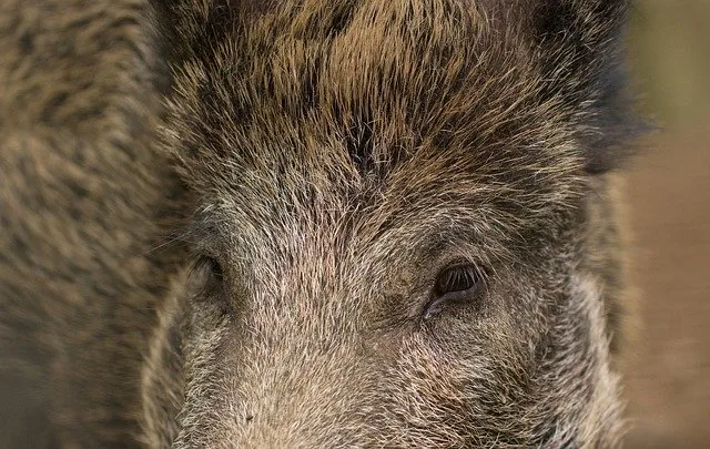 Die Polizei ruft dazu auf, Vorsichtig zu fahren. Tiere seien vor allem bei Dämmerung und in der Nacht unterwegs. (Symbolbild Pixabay)