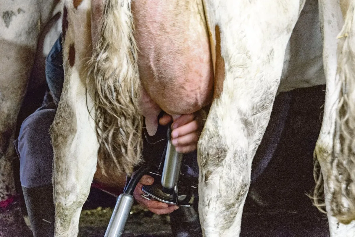 101a8755315e4e562c92bf69f1ceca732db381a5 Bekommen die Käsereimilchproduzenten schon bald mehr für ihre Milch? Erforderlich ist aber, dass die Tankmilch zuerst einen hohen Anteil an Kappa-Kasein B aufweisen muss.(Bild hj)