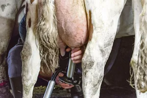 Bekommen die Käsereimilchproduzenten schon bald mehr für ihre Milch? Erforderlich ist aber, dass die Tankmilch zuerst einen hohen Anteil an Kappa-Kasein B aufweisen muss.(Bild hj)