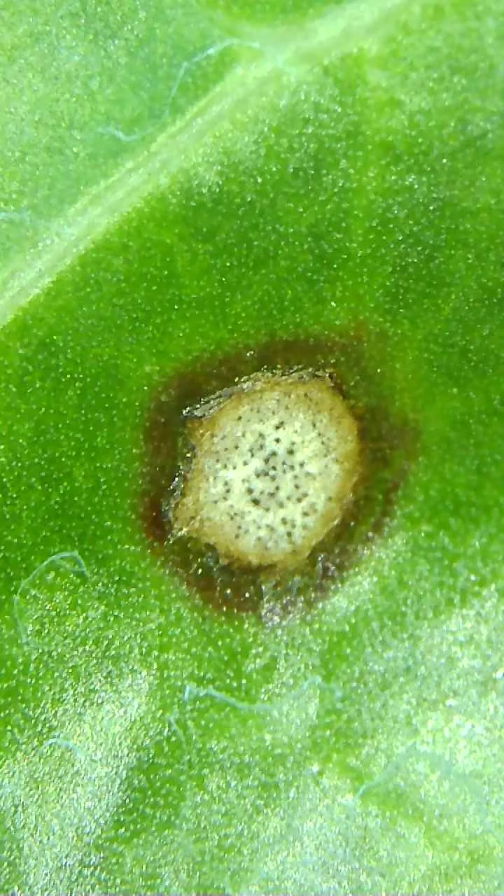 Cerco_2 Erste Befälle mit Cercospora-Blattflecken entdeckt