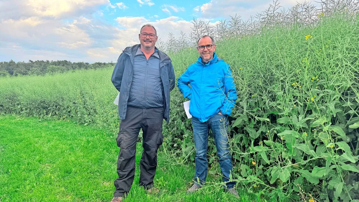 eeadffe4bbe9e6939e7bb4ea79e8d4ef787111537f556f31412ed4b1bece6902 Markus Richner (Links), Berater Landor und Fortunat Schmid (Rechts), Mitglied Geschäftsleitung fenaco GOF, stehen neben dem Versuchsraps. Richner (1m90) sagt: Normalerweise sehe ich übers Feld, aber hier fehlen mir 30 Zentimeter.