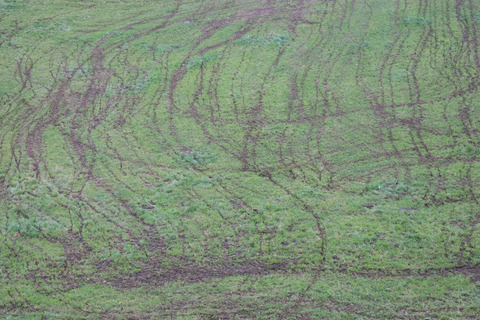 Die Niederlanden haben ein Stickstoffproblem: Über 1000 Naturschutzgebiete sollen wegen akut gefährdet sein. Als grösste Quelle für Stickstoff-Emissionen gilt die Landwirtschaft. (Symbolbild BauZ)