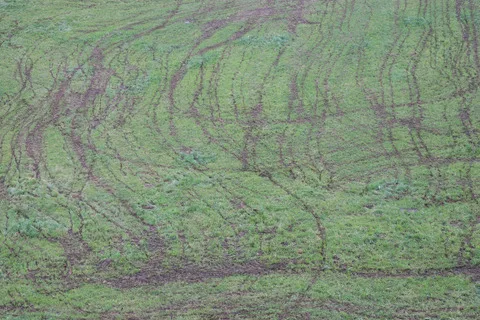 1d0f7f87bbd43582f91d7301206fe90334e9ac05 Die Niederlanden haben ein Stickstoffproblem: Über 1000 Naturschutzgebiete sollen wegen akut gefährdet sein. Als grösste Quelle für Stickstoff-Emissionen gilt die Landwirtschaft. (Symbolbild BauZ)