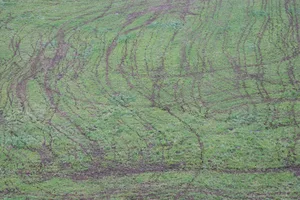 Die Niederlanden haben ein Stickstoffproblem: Über 1000 Naturschutzgebiete sollen wegen akut gefährdet sein. Als grösste Quelle für Stickstoff-Emissionen gilt die Landwirtschaft. (Symbolbild BauZ)