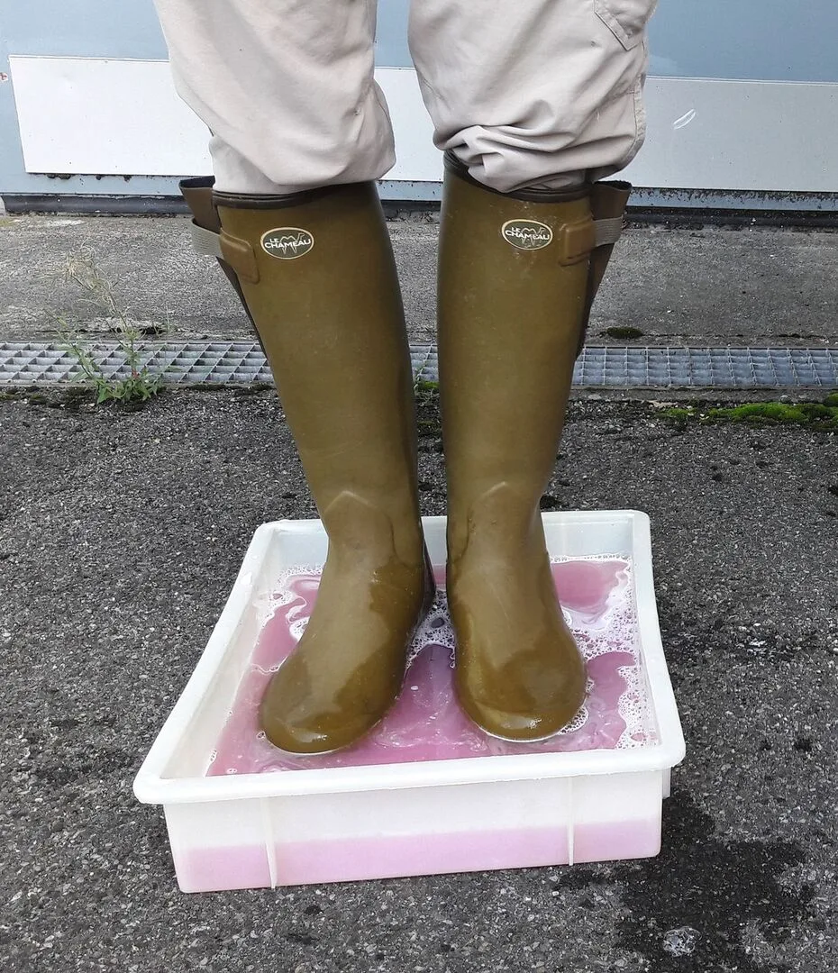 9a9558f87c8838ff731ba1cad0d1cec377da86097187e146138b875dbba9ef4f Ein paar Füsse mit Stiefel stehen im pinkfarbigen Desinfektionsbad.