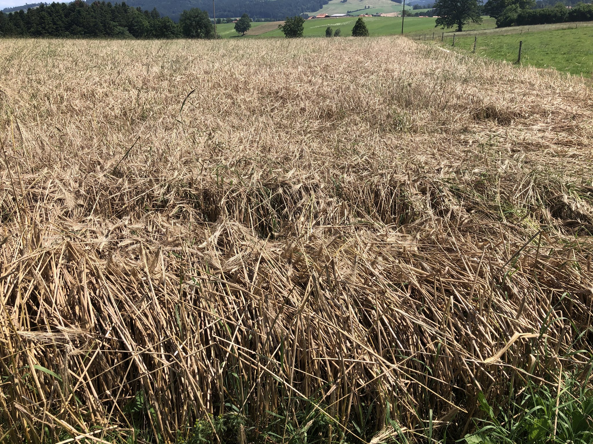 Die Qualität des Brotgetreides hat stark gelitten