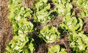 Die Mulchpflanzung ist im Gemüsebau zwar technisch möglich, hat aber trotzdem einige Tücken. Es braucht z. B. das richtige Material und an der Menge darf nicht gespart werden. (Bild Eveline Dudda)