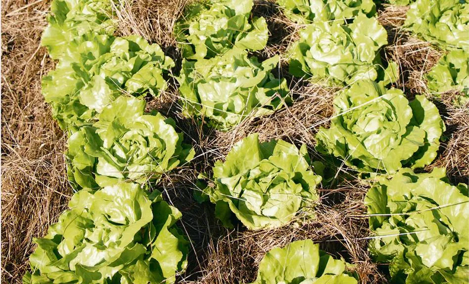 Die Mulchpflanzung ist im Gemüsebau zwar technisch möglich, hat aber trotzdem einige Tücken. Es braucht z. B. das richtige Material und an der Menge darf nicht gespart werden. (Bild Eveline Dudda)