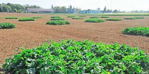 In einem Feldversuch untersuchte Agroscope den Einfluss von Raps in Mischkultur auf den Schädlingsdruck im Raps.