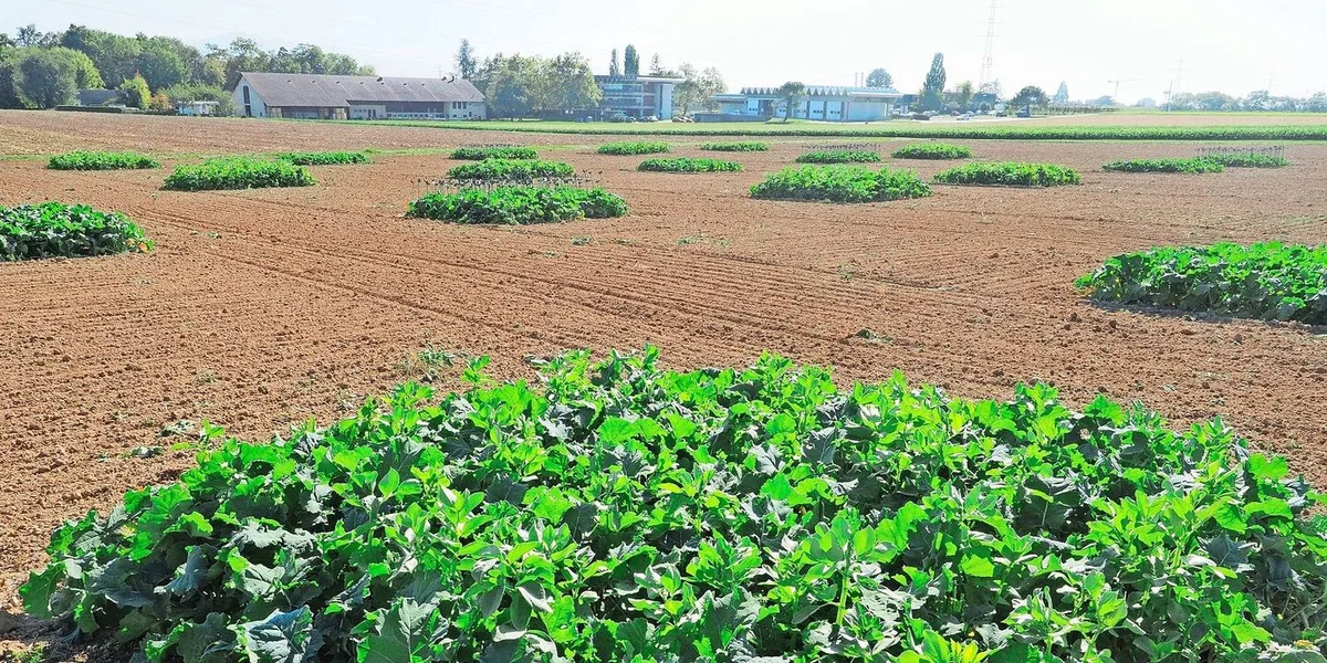 252b4d4e705aafebc79a162931f58d701d3b6be00e97fece038b1ccbf24d76c8 In einem Feldversuch untersuchte Agroscope den Einfluss von Raps in Mischkultur auf den Schädlingsdruck im Raps.