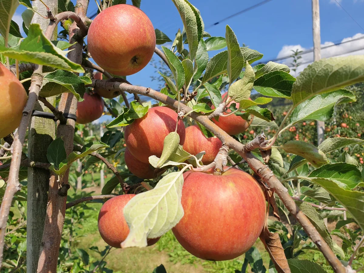 20220829_145059 Obst-Profis prüfen vor der Ernte die inneren Werte ihrer Früchte