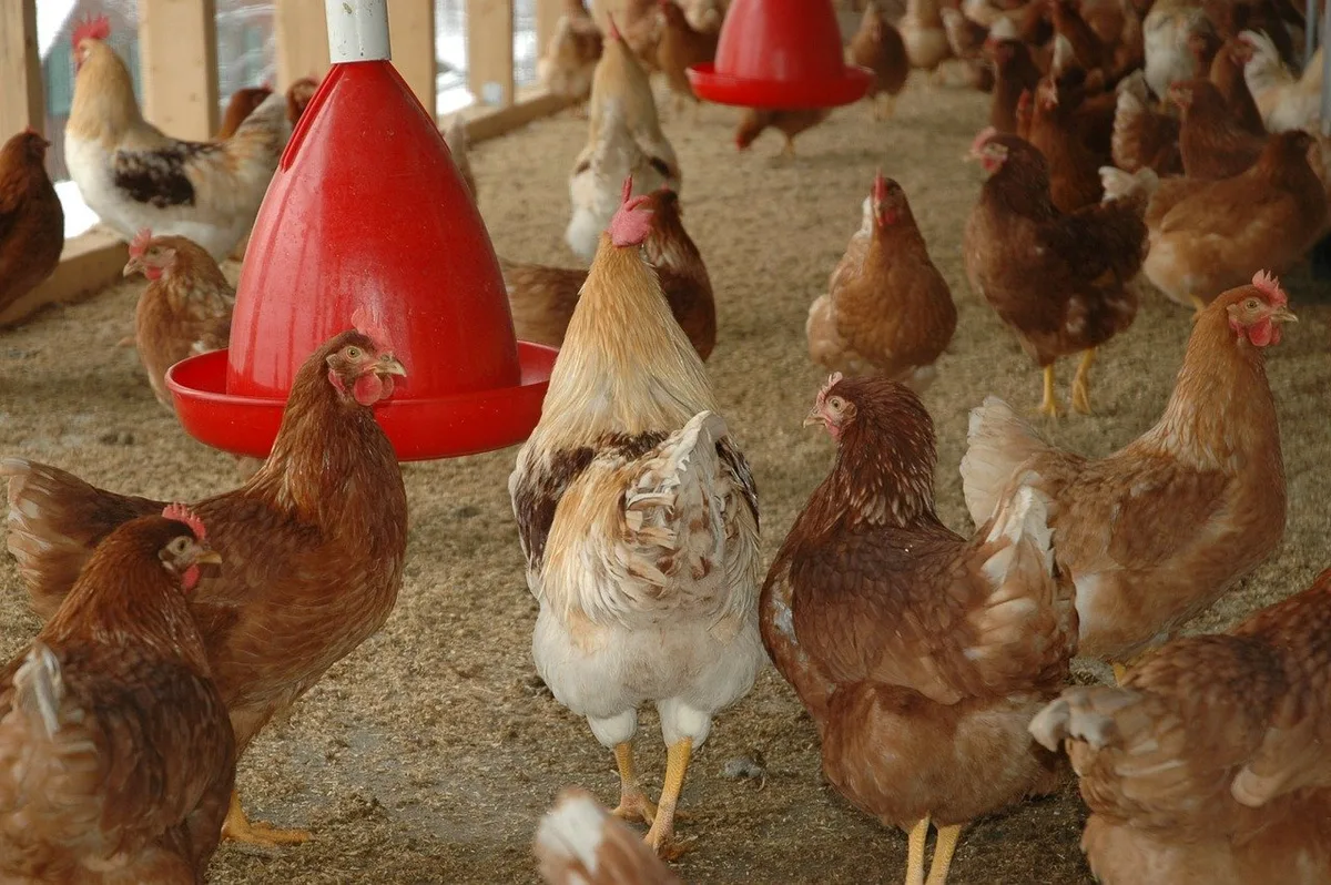 Schweizer Geflügelhalter sollen ihre Tiere gut beobachten und tote sowie kranke Tiere dem Tierarzt melden. (Bild Pixabay)