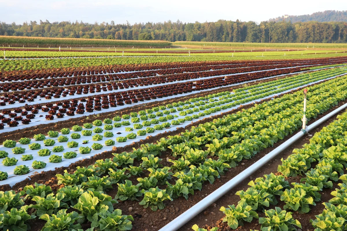 Gemueseanbau_Feld_Salat Die Krux mit der Webanwendung Digiflux