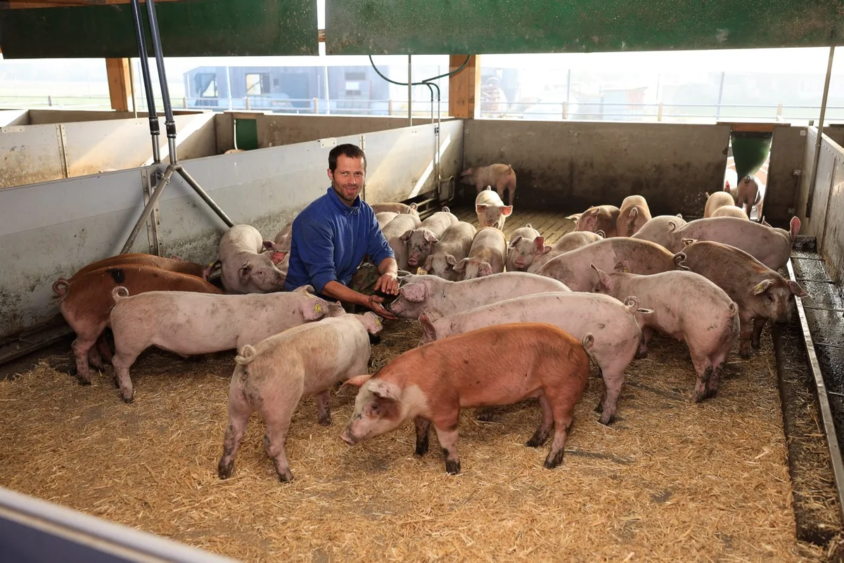 53e1560946f40da01dd53560f613427dce8c7ea7 Landwirt Hannes Stofer hat darauf geachtet, dass der Stall für seine Mastschweine tierfreundlich und kostengünstig ist. Bild: Peter Röthlisberger