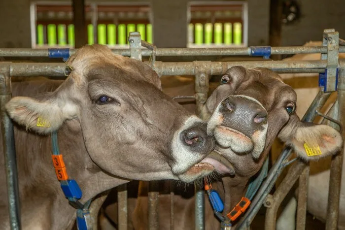 d5ec9beeab6365d6425b76f0411eefbf91a8f5ac Brauvieh Schweiz vergünstigt die Milchleistungsprüfung. (Bild Braunvieh Schweiz)