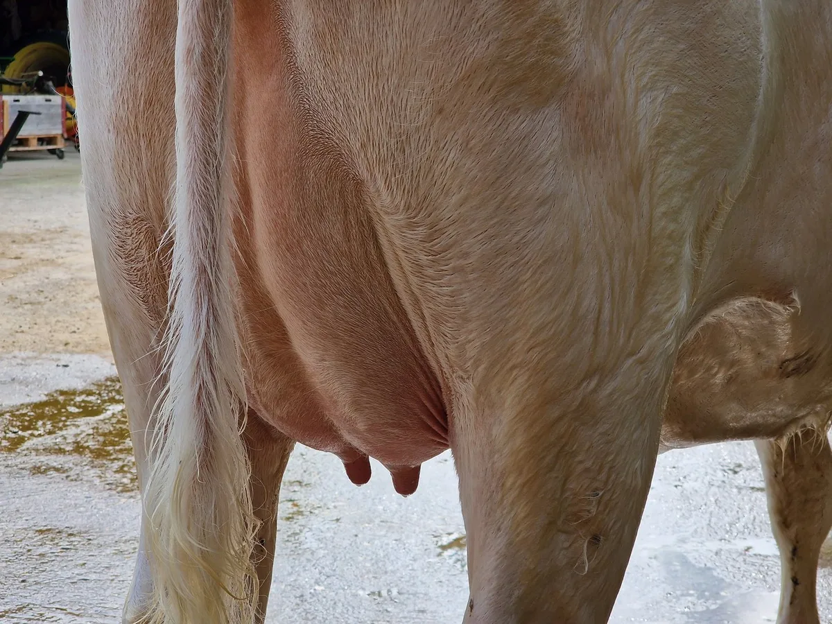 Euter_sb Zellzahlen in der Milch: Die Schweiz im weltweiten Spitzenfeld