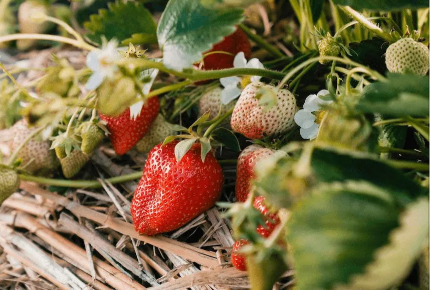d7837ef00568873d4170d6d34984bd205da370ba Schweizer Erdbeeren punkten mit kurzen Transportwegen und viel Geschmack. (Bild zVg)