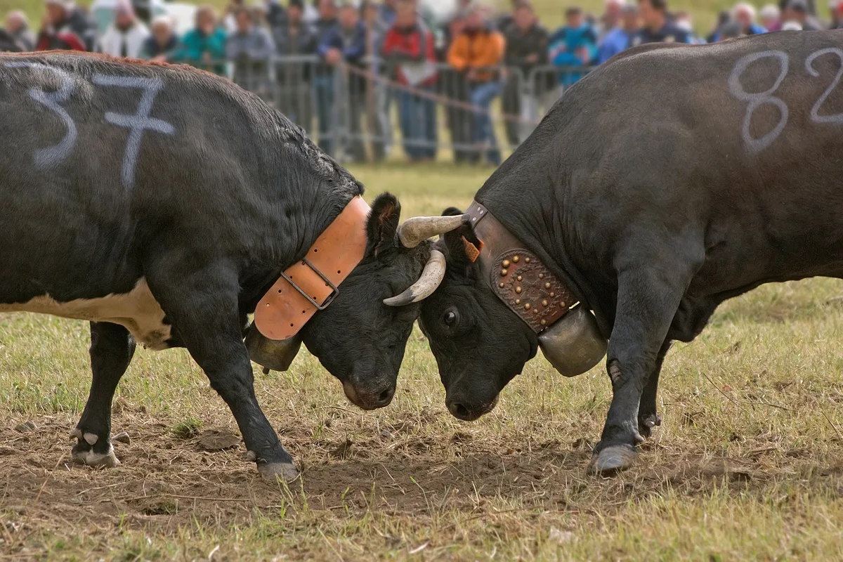 45c246a0b23b6a4adc648b4162abed9343cfdebb Bei klassischen Milchkühen sollen die Gehirnareale, die sich mit der Verarbeitung von Aggression und Angst beschäftigen, schrumpfen. Eringer dürften davon zumindest weniger betroffen sein. (Bild Camera-man / Pixabay)