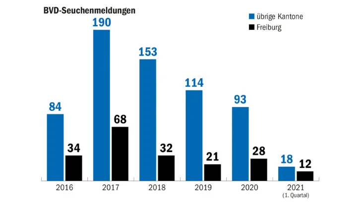 166ab7792cfa397333c19992db56467fbb49113a Seit 2017 haben die BVD-Seuchenmeldungen in der Schweiz deutlich abgenommen. Mit den meisten Fällen kämpft nach wie vor der Kanton Freiburg. (Grafik Matthieu Induni/Quelle BLV)