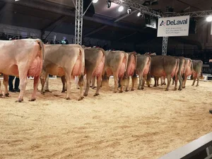 Das Line-up der Senior-Schöneuter an der IGBS-Show in St. Gallen.