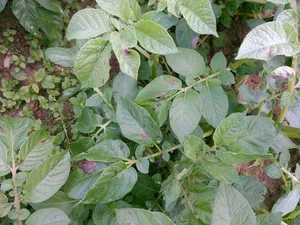 Die Forscher experimentieren mit Kartoffelpflanzen und dem Pilz Phytophthora infestans, dem Erreger der Kraut- und Knollenfäule. (Bild BauZ)