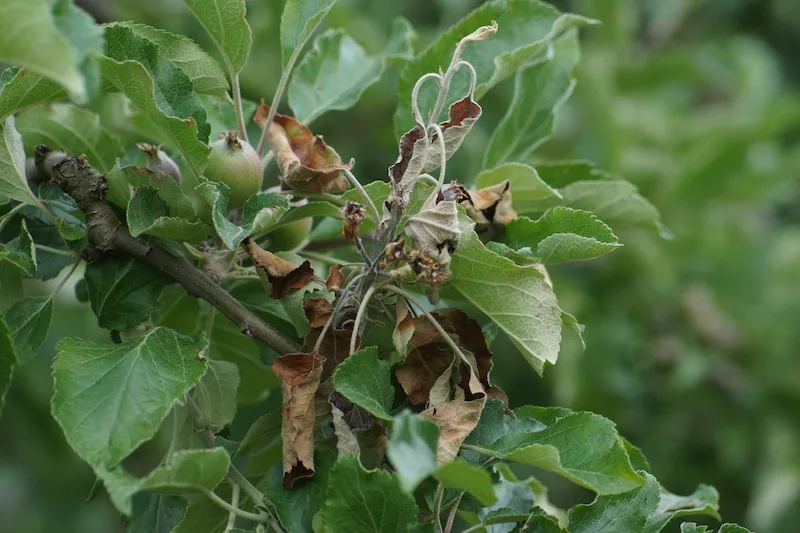 642a441ac5acd59cf62b5f9e6b5c53c709d732df Bei diesem Apfelbaum hat bereits eine Sekundärinfektion stattgefunden. Die Blätter verfärben sich, Jungtriebe welken. (Bild zVg)
