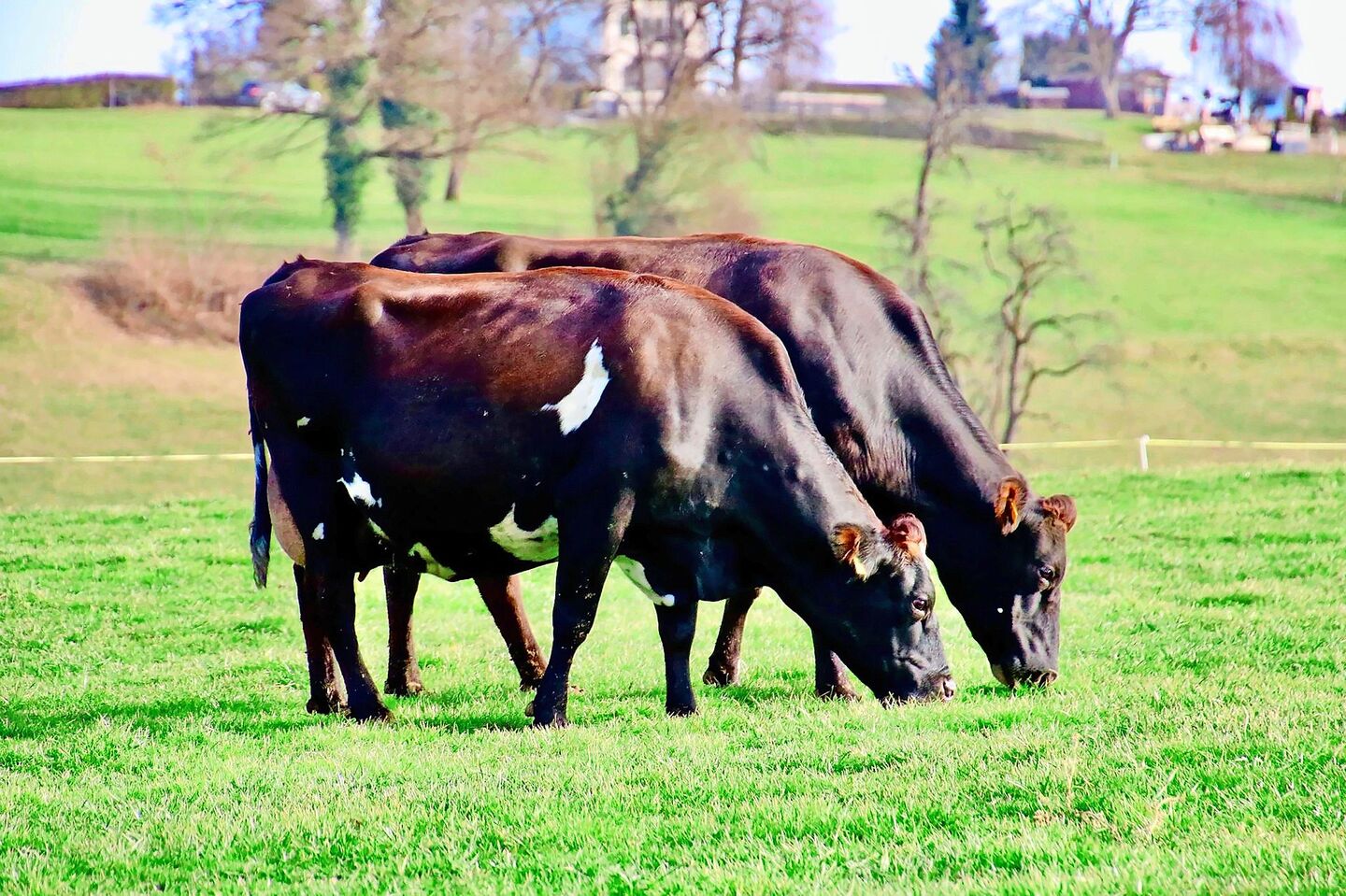 Zwischen den Zwillingskühen Iona und Ina bestand eine starke Verbundenheit. Ob auf der Weide oder beim Melken, die beiden waren immer zusammen unterwegs.