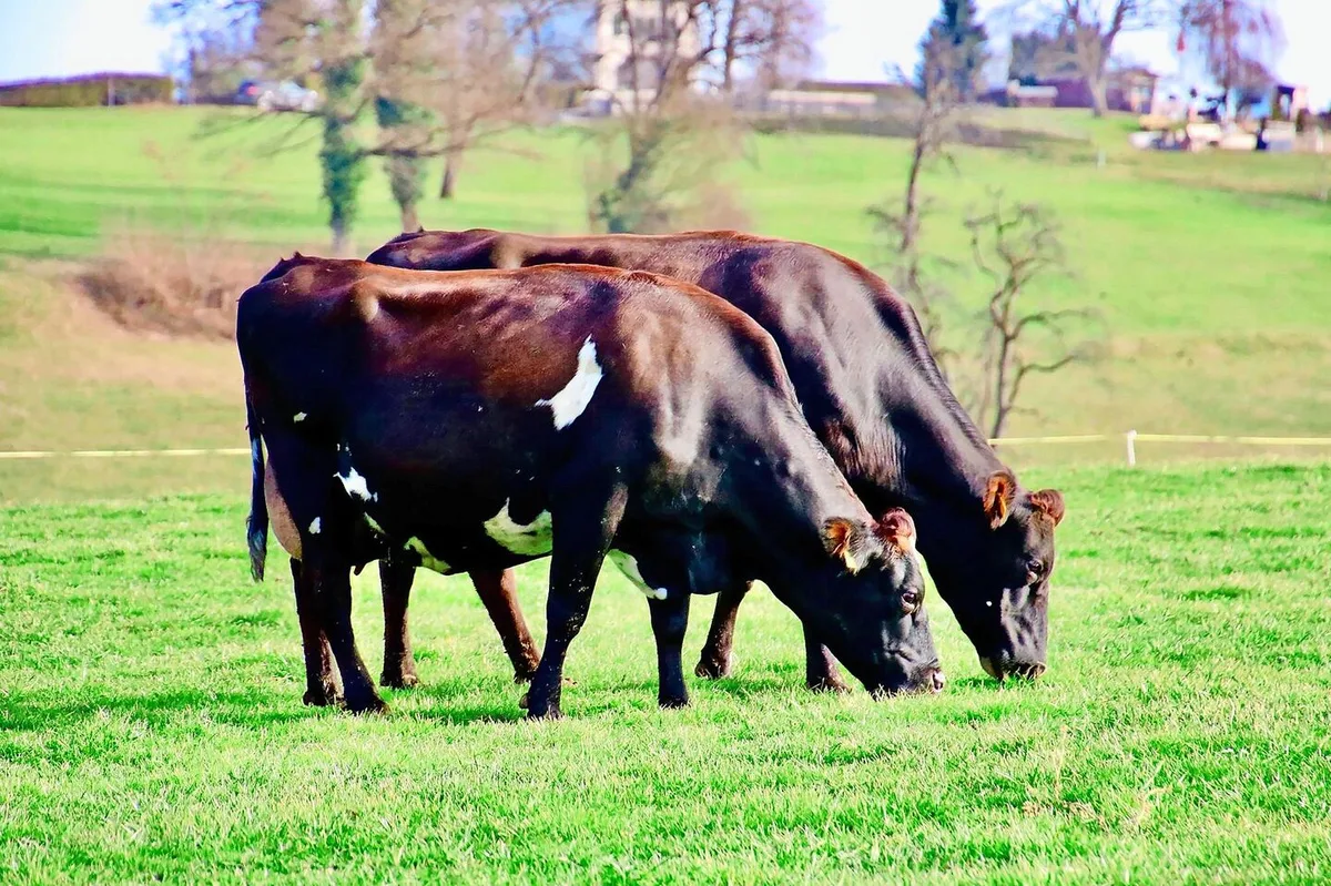 Zwischen den Zwillingskühen Iona und Ina bestand eine starke Verbundenheit. Ob auf der Weide oder beim Melken, die beiden waren immer zusammen unterwegs.