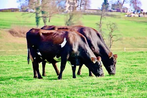 Zwischen den Zwillingskühen Iona und Ina bestand eine starke Verbundenheit. Ob auf der Weide oder beim Melken, die beiden waren immer zusammen unterwegs.