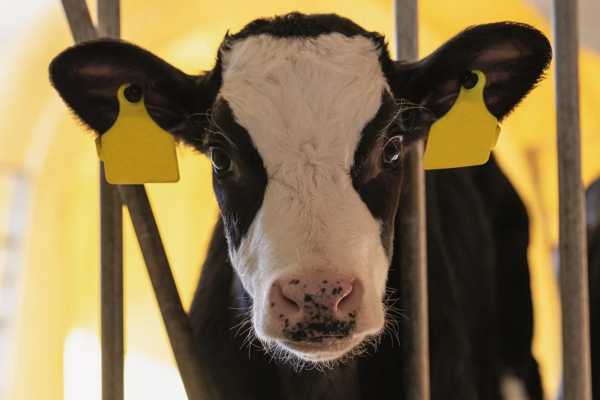 b5d2adaa3ac4a4f003aecdc2030e9e2b38f28e2f Besonders jetzt im Winter brauchen die Kälber viel Milch,um ihre Körpertemperatur aufrecht zu erhalten. Bild: Leana Waber