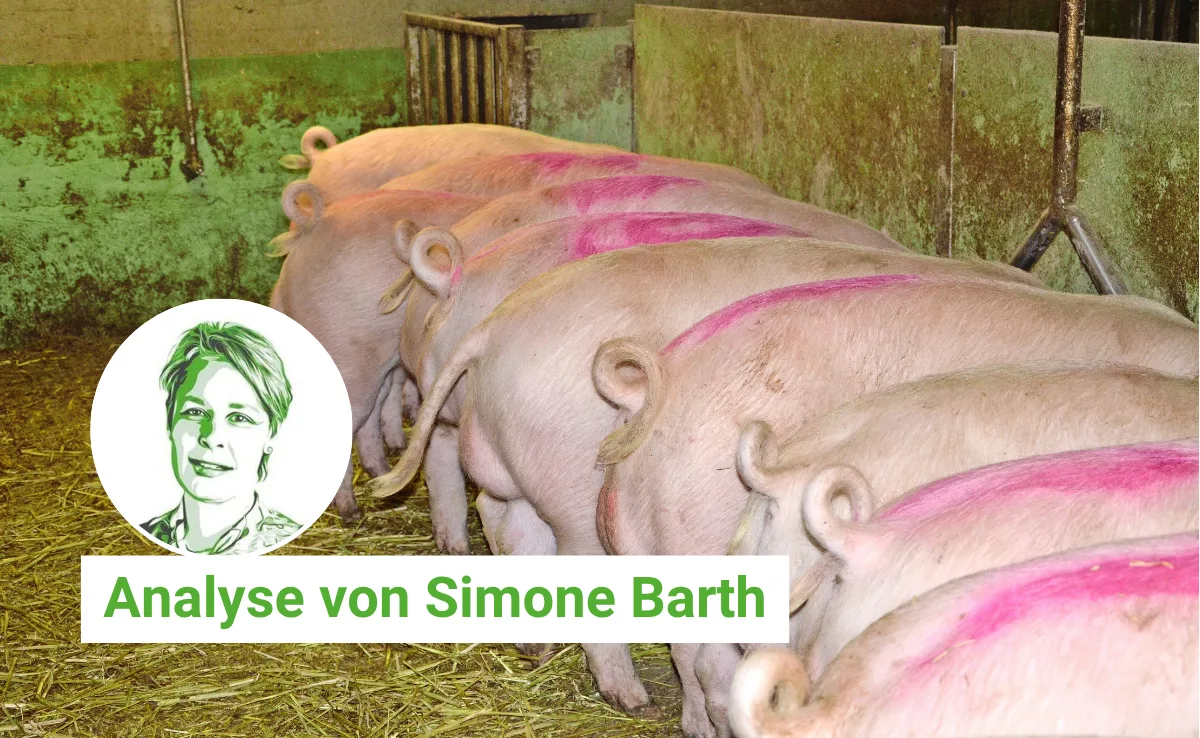 Artikel_Analyse_BauZ_BarthHoden Der fatale Super-GAU mit der hodenlosen Super-Sau: Jetzt muss klar kommuniziert werden