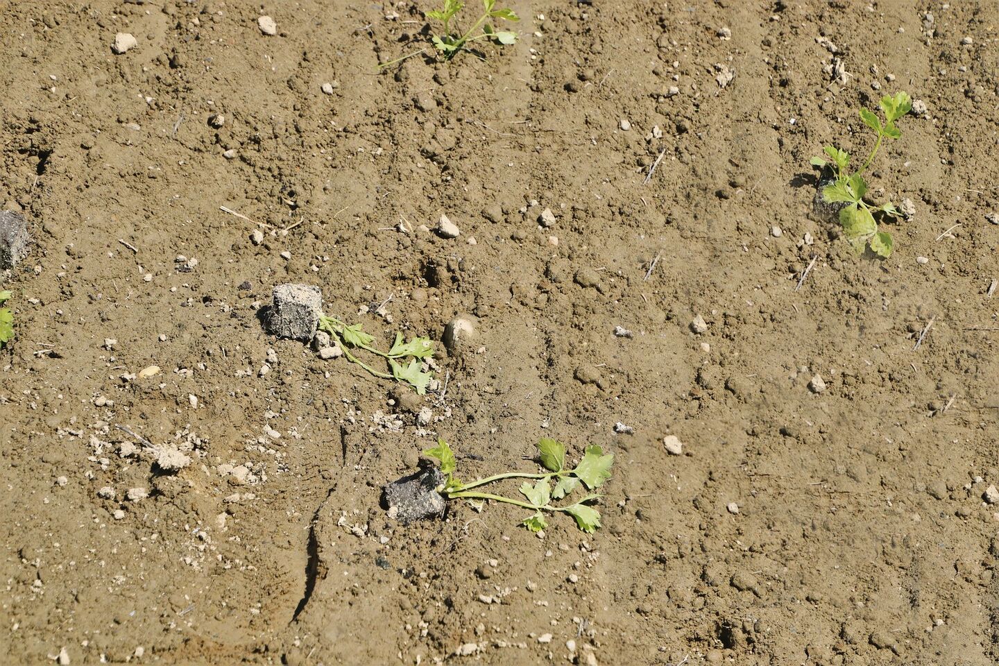 Auf dem Gemüsefeld liegen zig frisch gepflanzte Pflanztöpfchen  zwischen den Reihen herum. Verursacht hat dies ein Krähenschwarm, der dort einfiel und die Töpfchen herauspickte.