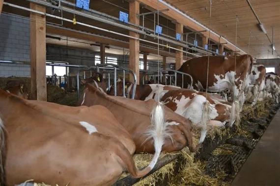 7b0d8fcc44fa722398c3d6d334d19aeee983a0e0 Für Anbindeställe soll es künftig nicht mehr weniger Strukturhilfe geben als für Freilandställe. (Bild Julia Overney)