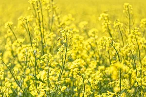 Ziel der Beiträge sind unter anderem die Förderung der Schweizer Selbstversorgung mit Ölsaaten sowie die bessere Abstimmung von Produktion und Nachfrage. (Bild PIxabay)