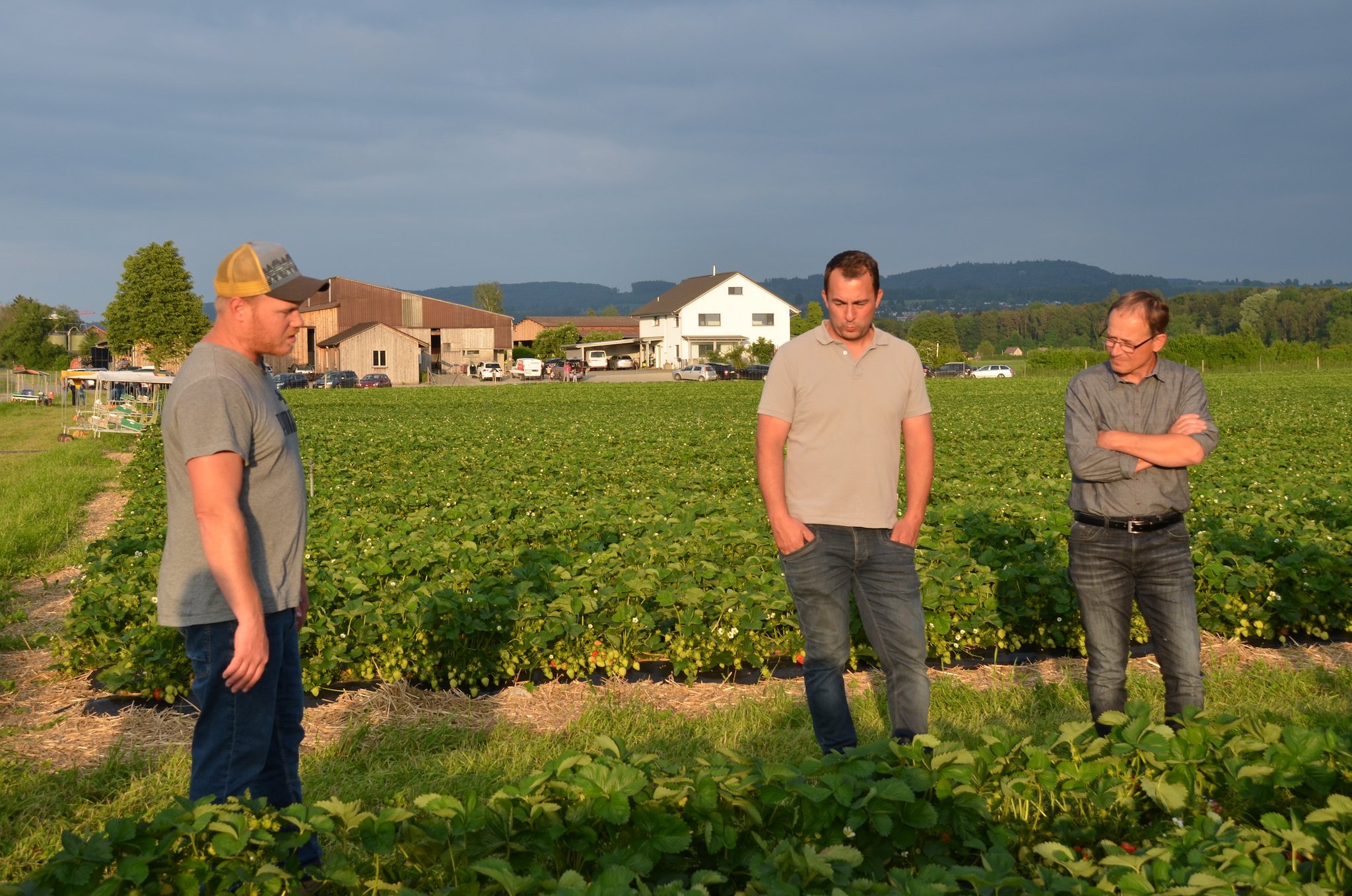 Letztlich kommt es auf das Wetter an, wie gut die Erdbeer-Ernte wird
