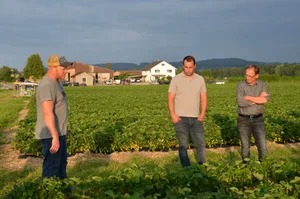 Michael Büchi (links) lud zu einer Führung durch seinen Beerenbetrieb in Frauenfeld. Besonders wüchsig präsentierten sich die Erdbeersorten Lambada und Cory.
