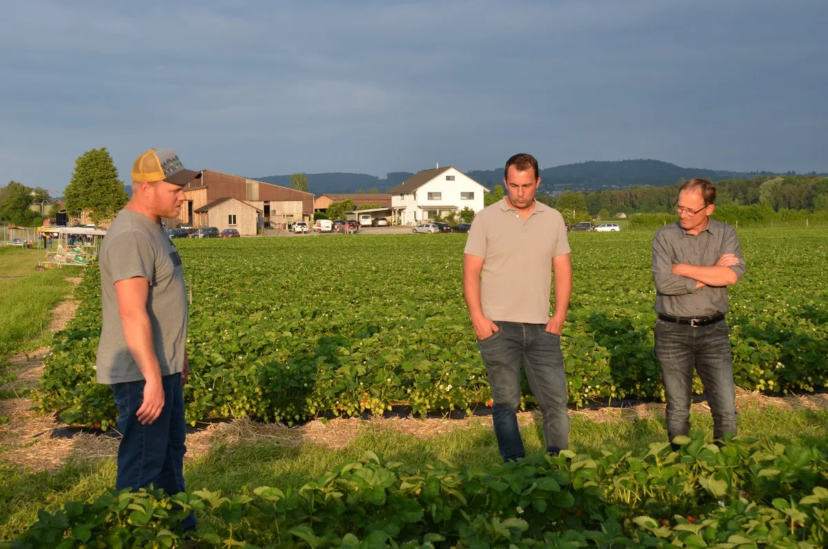 OS_22_B_Beeren_Feld Letztlich kommt es auf das Wetter an, wie gut die Erdbeer-Ernte wird