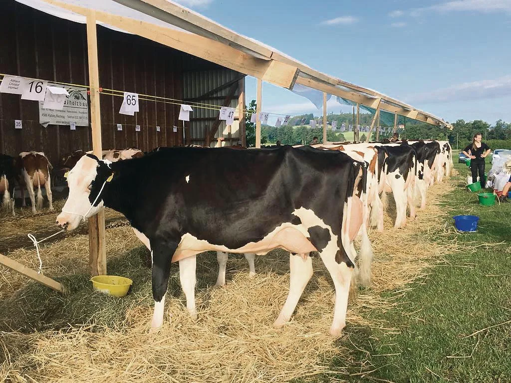 NS-C-30-Schau Der Kanton Solothurn sucht Kühe für das Landfest
